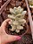 SEDUM CRAVATUM POTE 11 - Imagem 2