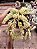 sedum morganianum CUIA 13 - Imagem 1