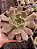 ECHEVERIA PLUTO POTE 11 - Imagem 1