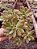 Echeveria Mini Belle colônia POTE 11 - Imagem 1