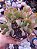 Crassula Arborescens Undulatifolia POTE 11 - Imagem 1