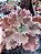 ECHEVERIA LUCY V. POTE 11 - Imagem 2