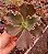 ECHEVERIA LUCY V. POTE 11 - Imagem 1