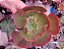 ECHEVERIA FIRE AND ICE POTE 11 - Imagem 1