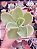 ECHEVERIA PALIDA POTE 11 - Imagem 1