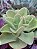 ECHEVERIA PALIDA POTE 11 - Imagem 2