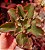 ECHEVERIA FISTS  LADY POTE 11 - Imagem 1