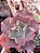 ECHEVERIA EVERIN DREESS POTE 11 - Imagem 1