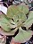 ECHEVERIA HIBRIDA SERROGRANDENSE POTE 11 - Imagem 2