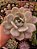 ECHEVERIA CALY ARGENTEA POTE 11 - Imagem 1