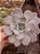ECHEVERIA CALY ARGENTEA POTE 11 - Imagem 1