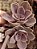 ECHEVERIA PERLE POTE 11 - Imagem 1