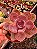 ECHEVERIA PERLE POTE 11 - Imagem 1