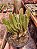 STAPELIA GIGANTEA AMARELA POTE 18 - Imagem 2