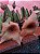 STAPELIA GIGANTEA AMARELA POTE 18 - Imagem 1