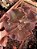 ECHEVERIA OLIVER POTE 11 - Imagem 1