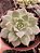 ECHEVERIA 1 POTE 11 - Imagem 1