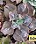 ECHEVERIA DAKOTA POTE 11 - Imagem 2