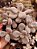 PEDRA DA LUA (Pachyphytum Oviferum) - Imagem 1