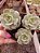 ECHEVERIA GLORIA POTE 11 - Imagem 1