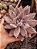 ECHEVERIA CRAGIANA POTE 11 - Imagem 1