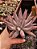 Echeveria unguiculata POTE 11 - Imagem 1