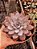 ECHEVERIA LULU POTE 11 - Imagem 1