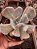 ECHEVERIA EXOTIC POTE 11 - Imagem 1