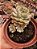 ECHEVERIA COLEIDE POTE 11 - Imagem 1