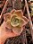 Graptoveria Albert Baynes POTE 11 - Imagem 1