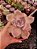 Graptoveria SNOW WHITE POTE 11 - Imagem 1