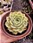 ECHEVERIA onslow pote 11 - Imagem 1