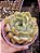 ECHEVERIA NORMA POTE 11 - Imagem 1