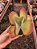 KALANCHOE LUCIAE ORELHA DE ELEFANTE POTE 15 - Imagem 1