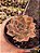 echeveria linda jean POTE 11 - Imagem 1