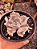 echeveria thriller pearl  POTE 11 - Imagem 1