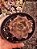 ECHEVERIA SUPER BOWL POTE 9 - Imagem 1