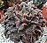 ECHEVERIA SUPER BOWL POTE 9 - Imagem 2