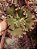ECHEVERIA TRISTAN POTE 11 - Imagem 1