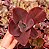 ECHEVERIA HIBRIDA POTE 11 - Imagem 1