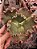 ECHEVERIA ALLENDER  POTE 11 - Imagem 1