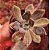 Echeveria Lavender variegata POTE 11 - Imagem 1