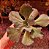ECHEVERIA INEZ POTE 11 - Imagem 1