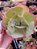 ECHEVERIA RAIN BUMPS POTE 11 - Imagem 1