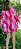 Kimono caju rosa - Imagem 2