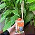 Difusor de Varetas 250ml - Sândalo - Imagem 2