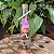 Duende na Garrafa - Imagem 1