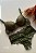CONJUNTO RENDADO COM FIOS DOURADOS  6453 - Imagem 4