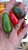 Sementes pimenta jalapeno - Imagem 1