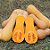 Sementes de abóbora butternut - Imagem 1